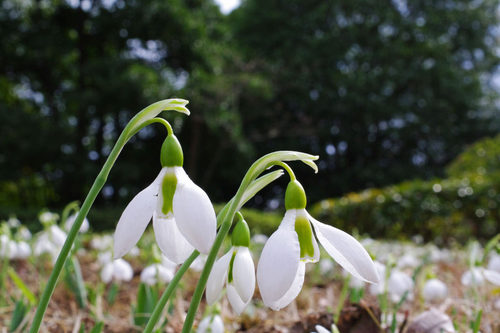 昭和記念公園201002-4