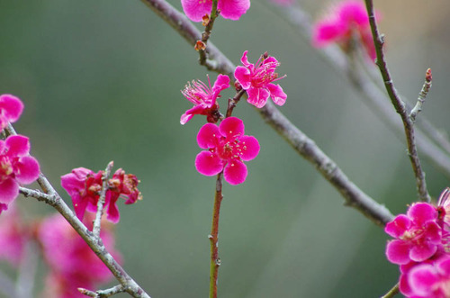 京王百草園201203-14