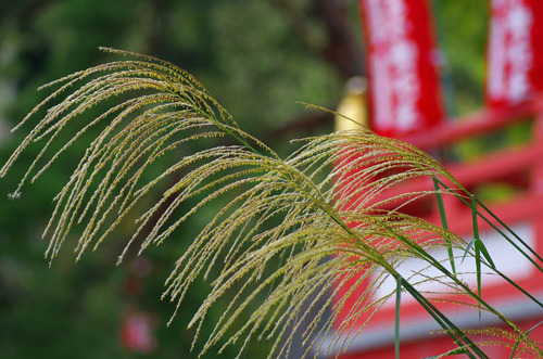 高幡不動201110-15