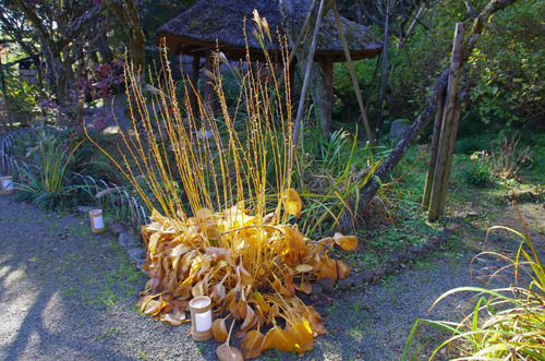 京王百草園201311-3トウギボウシ
