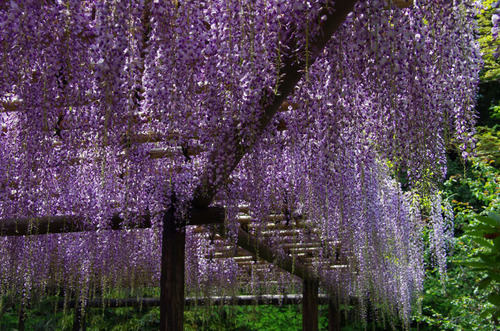 百草園201105-5