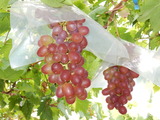 DSCN0267