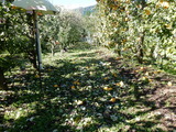 DSCN0383