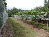 DSCN0481