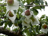 DSCN0262