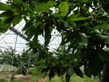DSCN0441