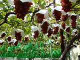 DSCN0486