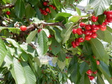 DSCN0454