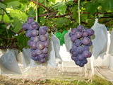 DSCN0274