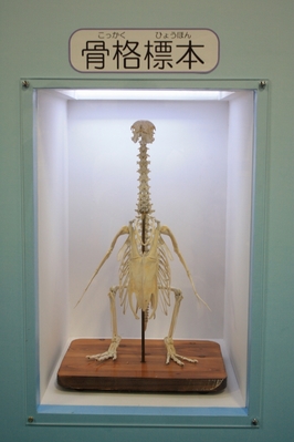 �ۥͥۥͥ��å�