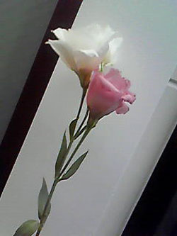 桔梗