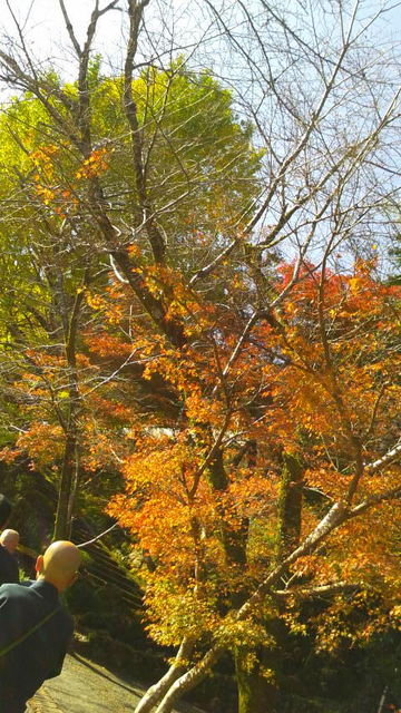 (11)紅葉を見ながら歩く