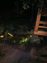 川に魚2