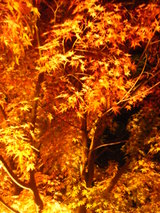 DSCF5319