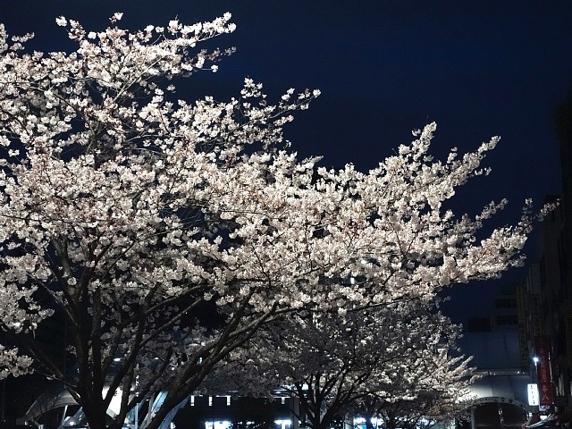 DSC08452