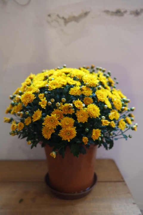 DSCF3377