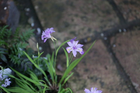 IMG_6067のコピー