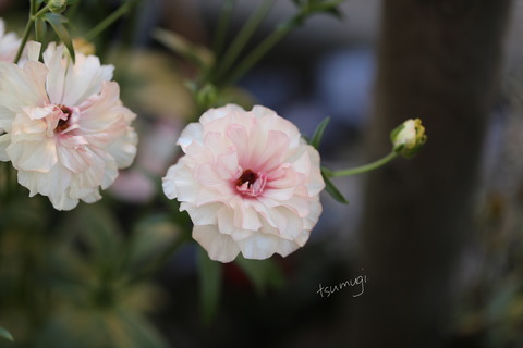IMG_7940 のコピー