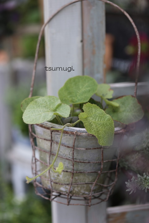 IMG_5600 のコピー