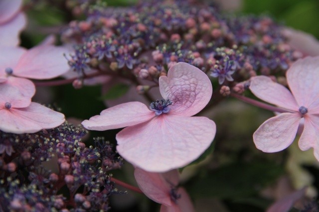 額紫陽花4