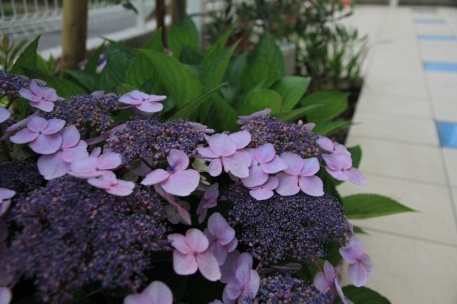 額紫陽花1