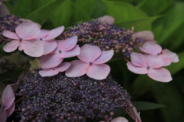 額紫陽花5