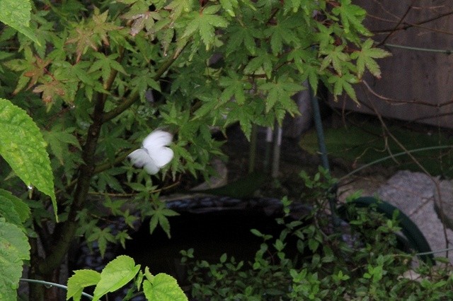羽ばたき