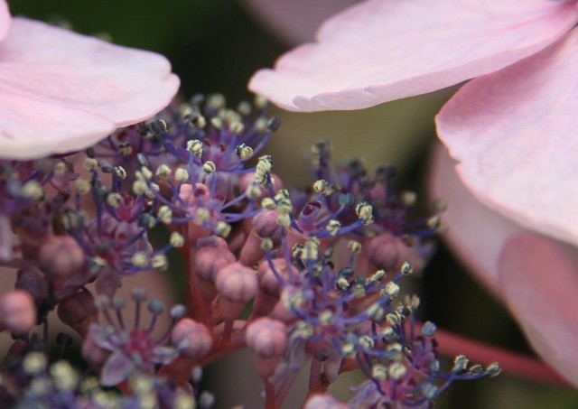 両性花