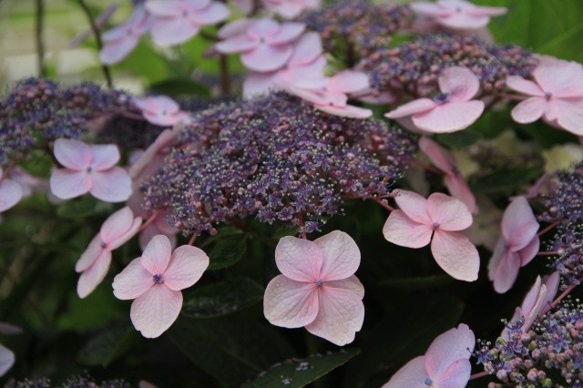 額紫陽花2