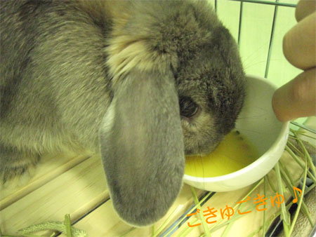 うさフェスタ2008:2日目全編〜出会い&再会〜_4