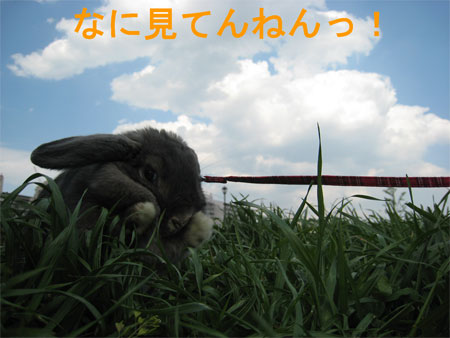 うさんぽ2_13