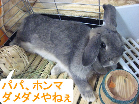 ¤ª¤Ò¤µ5