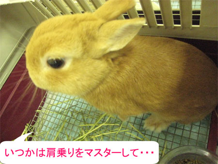 うさフェスタ2008:2日目全編〜出会い&再会〜_7