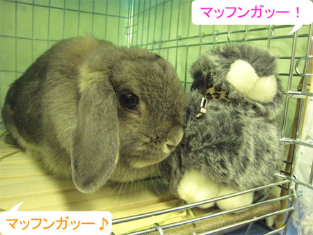 うさフェスタ2008:2日目全編〜出会い&再会〜_11