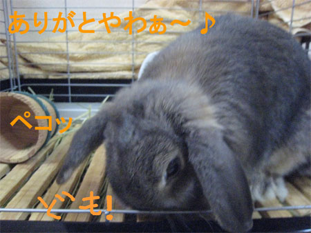 ¤ª¤Ò¤µ11