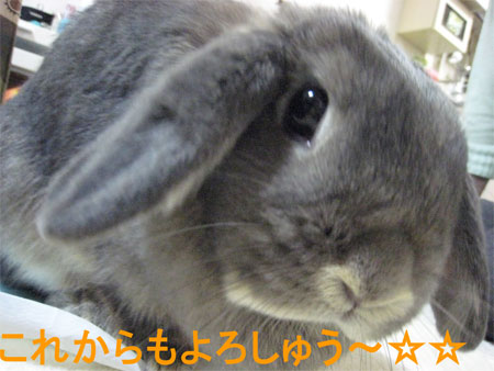 ¤ª¤Ò¤µ12
