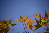 霧