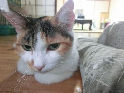 neko-ona
