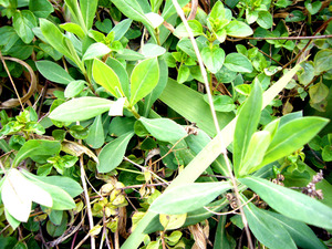 P1050635