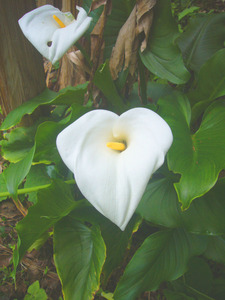 P1060784