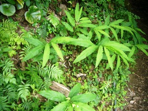 P1050961