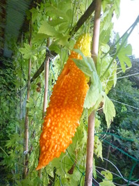 2010 006