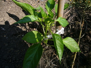 P1050810