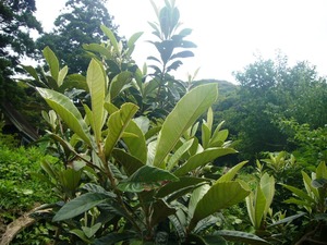 P1050990