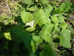 P1050811