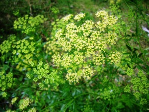 P1050850