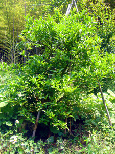 P1070378