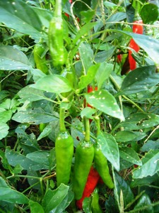 P1060243