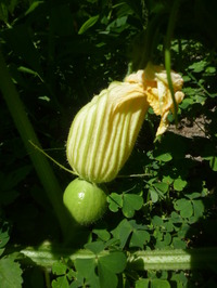 2010 007