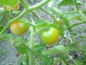 2010 002